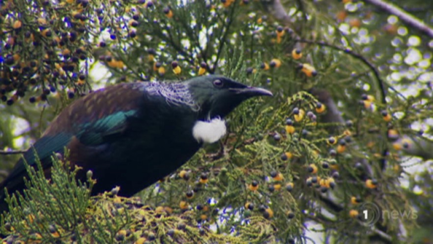 tui in tree